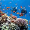 Tour lặn ngắm san hô Phú Quốc 1 ngày kết hợp tham quan Nam Đảo