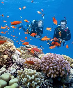 Tour lặn ngắm san hô Phú Quốc 1 ngày kết hợp tham quan Nam Đảo
